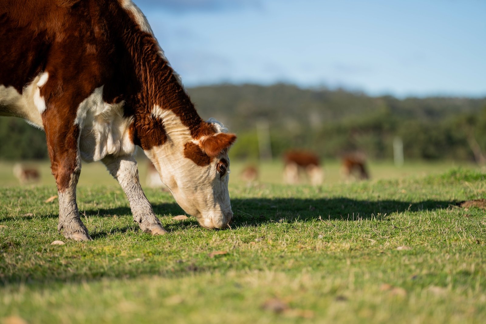 hereford cow in a green field grazing on pasture in america in spring